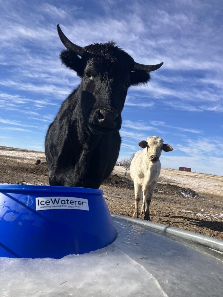 watering cattle in cold weather with ice in stock tank: IceWaterer